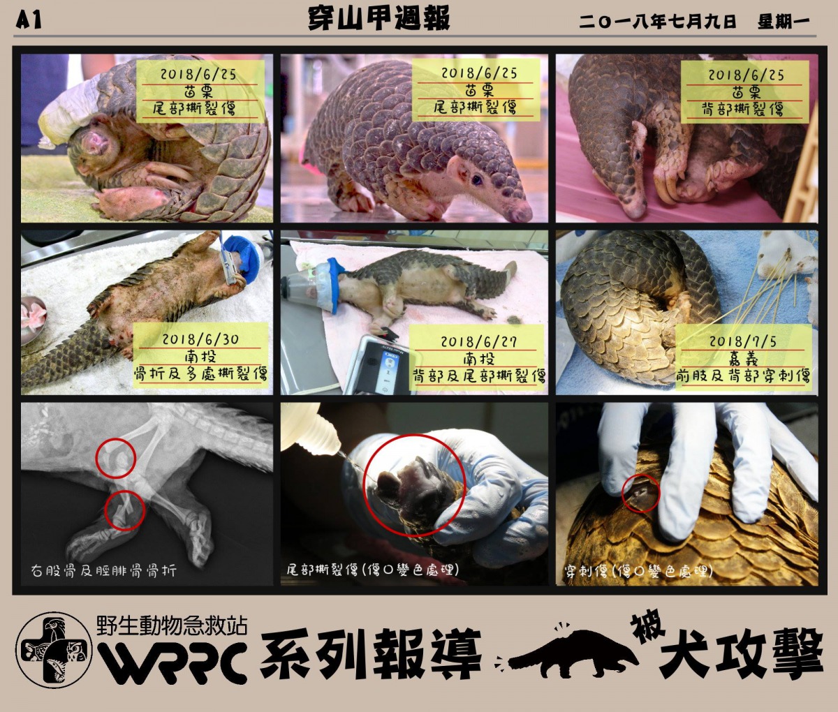 野生動物急救站陸續在6月底陸續收到8隻需要救傷的穿山甲，其中5隻就是被狗攻擊而受傷。取自野生動物急救站粉絲專頁