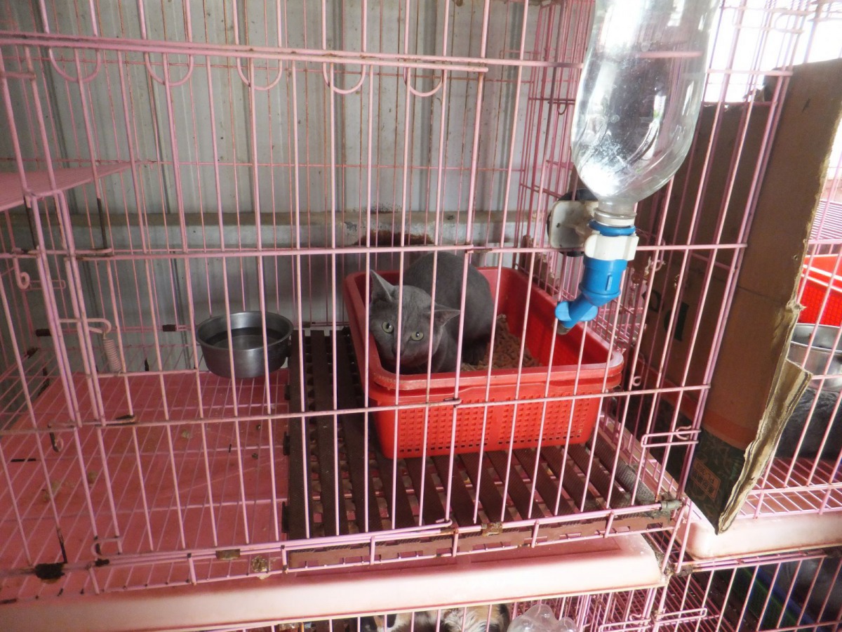 現場另外還有數隻幼貓，因疾病而在醫療中。圖為英國短毛貓，新北市動保處/提供