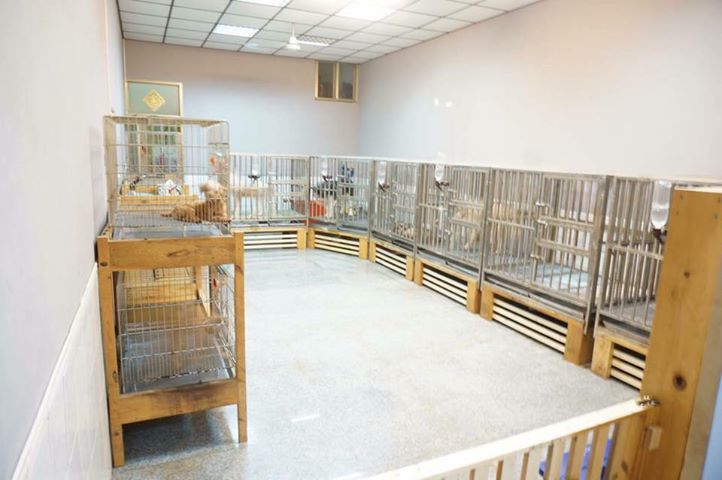 高雄市一名寵物旅館業者免費提供20個寵物4天住宿名額，用愛協助受災的飼主渡過難關。盧先生/提供