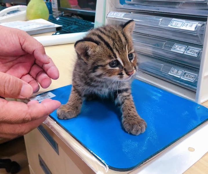 苗栗再傳兩起石虎死亡案例。資料照，非本案石虎，翻攝自苑裡鎮長劉秋東粉絲團