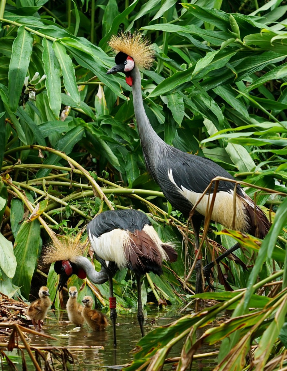 民眾如果偶遇灰頸冠鶴家族，請記得保持輕聲細語哦！詹德川/攝