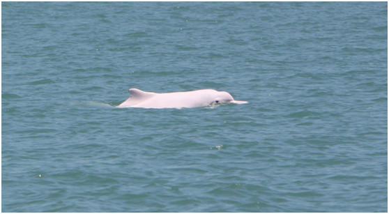 白海豚是台灣的特有亞種，瀕臨絕種，受到國際重視。台灣動物新聞網資料畫面，陳稟亨/提供