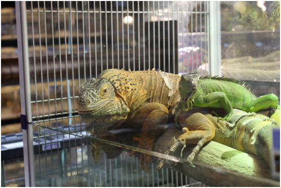 民眾飼養寵物前須妥善評估自身條件，一旦飼養了便要負起責任，不離不棄。台灣動物新聞網資料畫面，何宜攝
