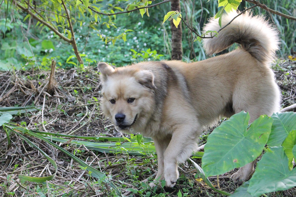 臺北市動保處擬新訂「臺北市檢舉違反動物保護法規案件獎金發放辦法」，檢舉獎金最高可達70%。台灣動物新聞網資料畫面，李娉婷/攝