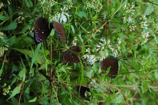 台灣紫斑蝶生態保育協會將在論壇中報告紫斑蝶移棲高峰期的保育挑戰。資料畫面，農委會特生中心/提供，沈秀雀/攝