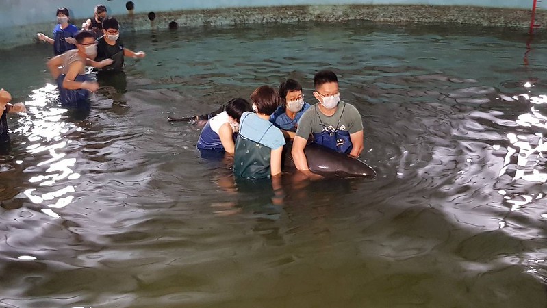 海洋保育署今（12）日公布第二季鯨豚擱淺報告，報告中推測，這些鯨豚的死因以疾病感染為大宗。資料照，圖為4月25日集體擱淺的小虎鯨，海保署/提供