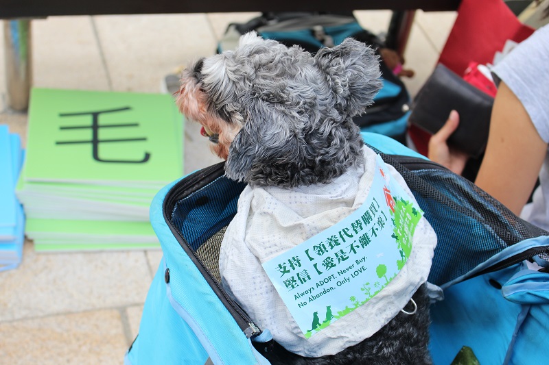 這面小小的旗幟不僅是旗幟，它傳遞了思想與愛護動物的心，一點一滴地發揮它的影響力。資料照，何宜/攝