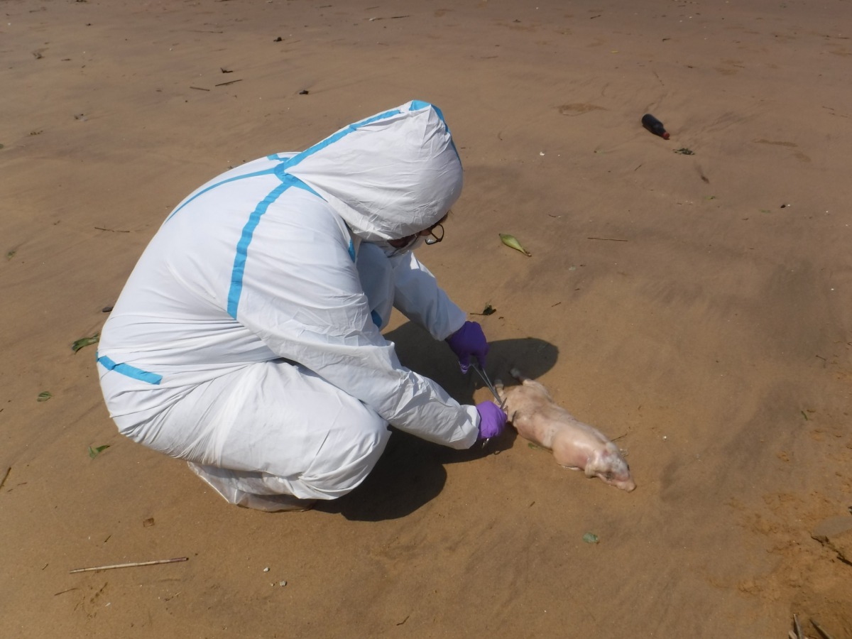 金門縣列嶼鄉日前發現一隻感染非洲豬瘟的小豬屍體。資料照,金門縣政府/提供