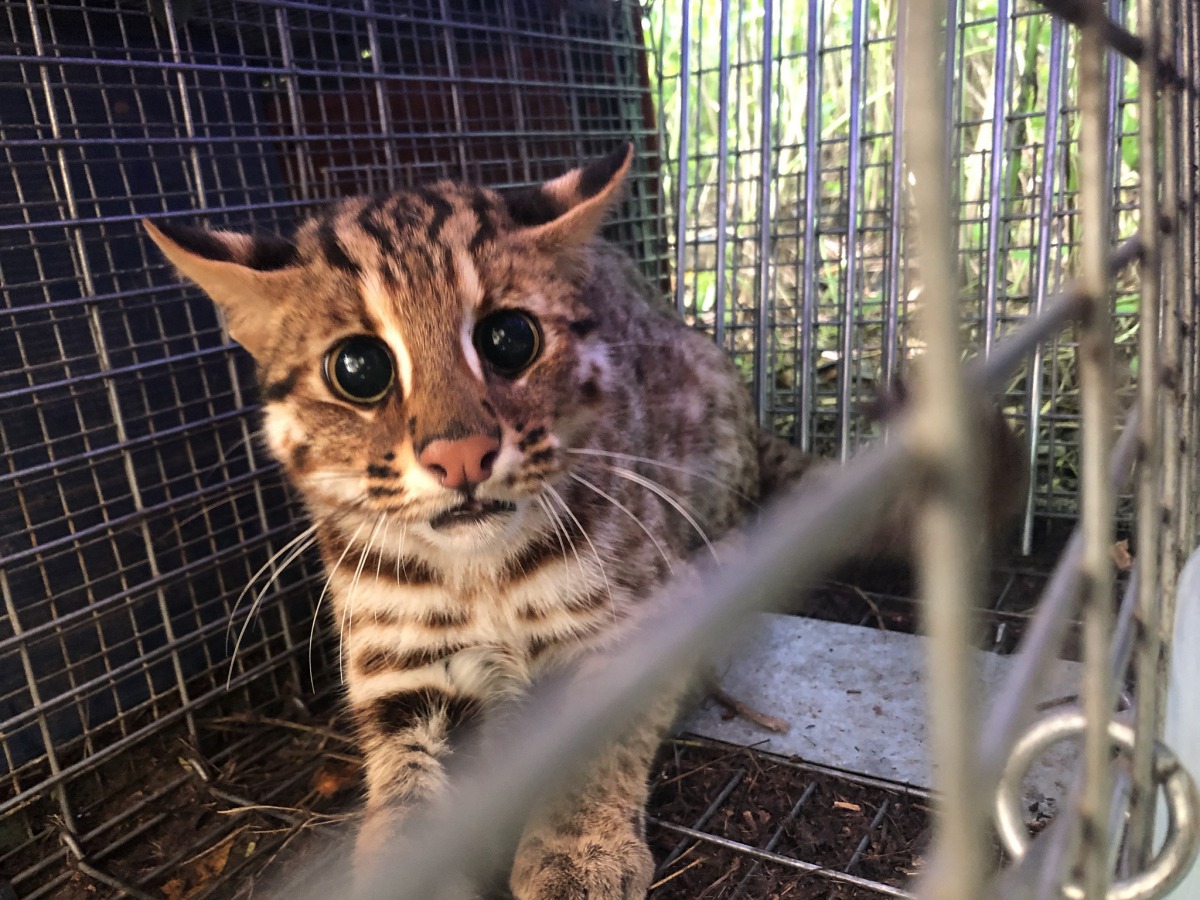 苗栗縣一週內發生了3起石虎路殺，其中一起是研究團隊剛野放的年輕石虎。資料照，賴玉菁/提供