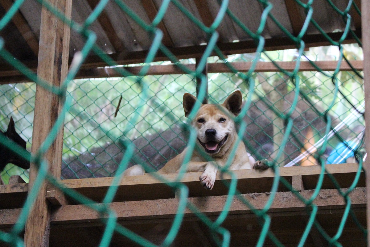 台南市動保處自2017年起設立「臺南市動物防疫保護處動物福利專戶」,接受民間捐款用以補助民間動物飼養場。示意圖資料照,李娉婷/攝