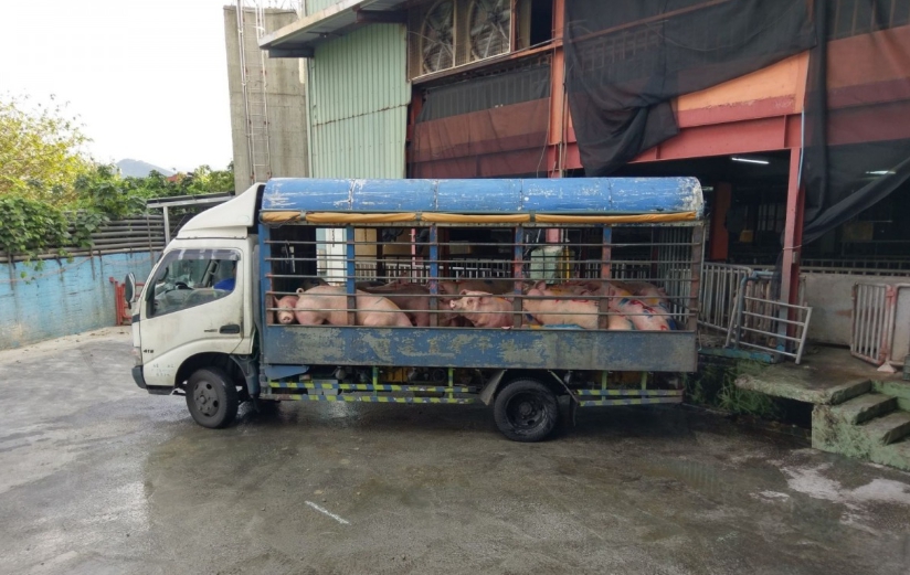 農委會強制規定全台活豬、豬隻屠體及分切肉的運輸車輛皆須裝上即時追蹤系統(GPS),將於9月中全面裝設完畢。資料照片,新北市動保處/提供