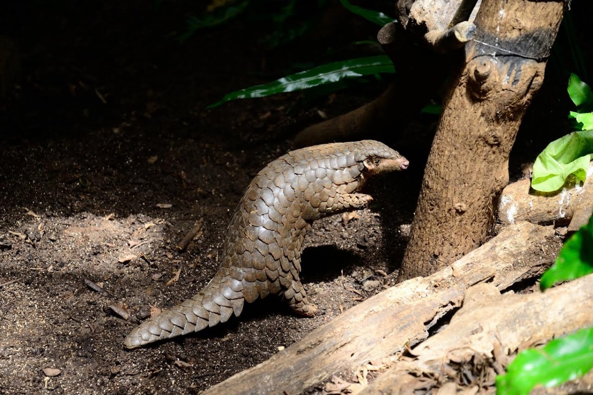 全世界有8種穿山甲，都被華盛頓公約列為最高保育等級，而台灣穿山甲是台灣的特有亞種。台灣動物新聞網資料照片，台北市立動物園提供