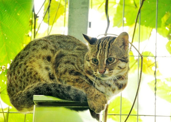 苗栗《石虎保育自治條例》再闖關，於23日通過小組審查，將於下（6）月4日送大會二讀。資料照，特有生物研究中心/提供