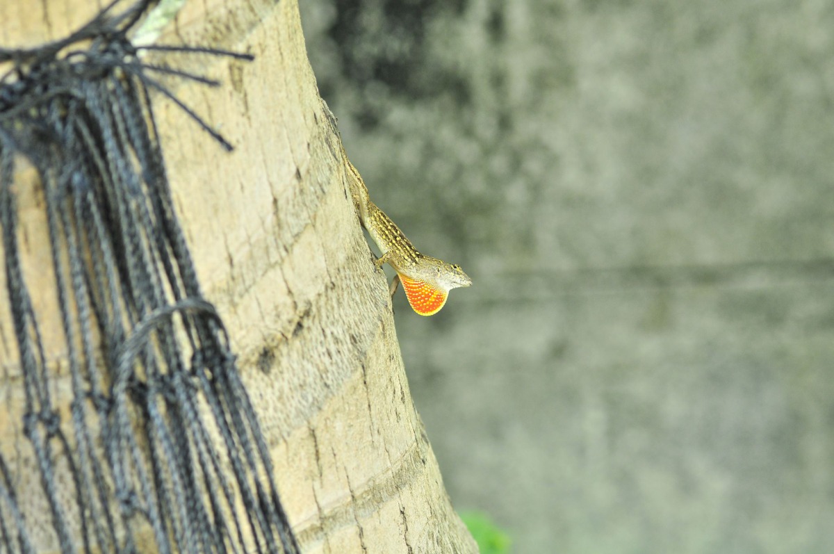 沙氏變色蜥會與原生物種競爭資源，或是夾帶疾病或寄生重給原生物種，且牠們的食性廣泛，會對當地生物多樣性也會造成負面影響。資料照，莊孟憲/提供