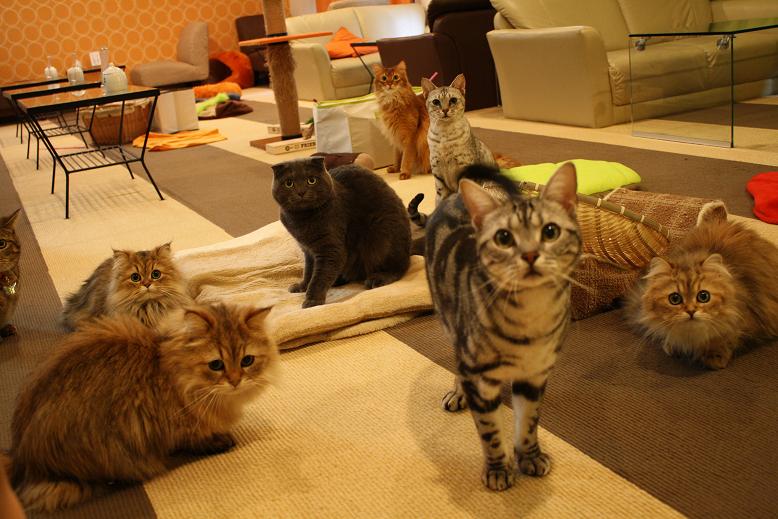 不同於台灣是以一、兩隻店貓為主流，日本許多貓咖啡廳裡有大量的「貓員工」。　取自網路