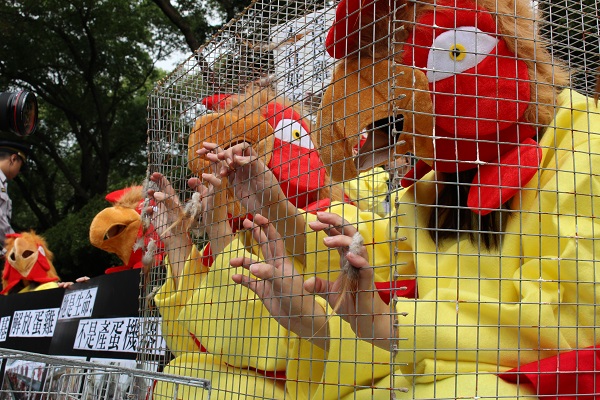 經濟動物福利鮮少是大眾關注的議題。 何宜/攝