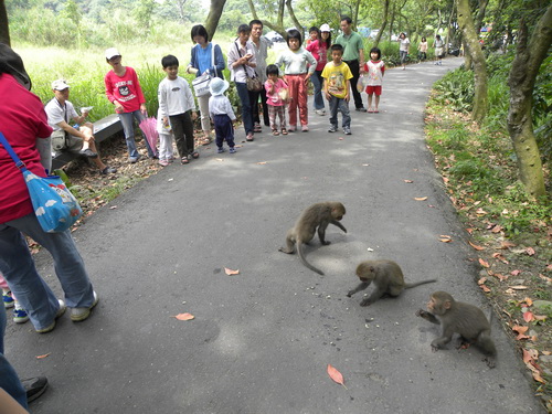 在彰化二水豐柏步道，人與台灣獼猴頻繁接觸。　劉良力/提供