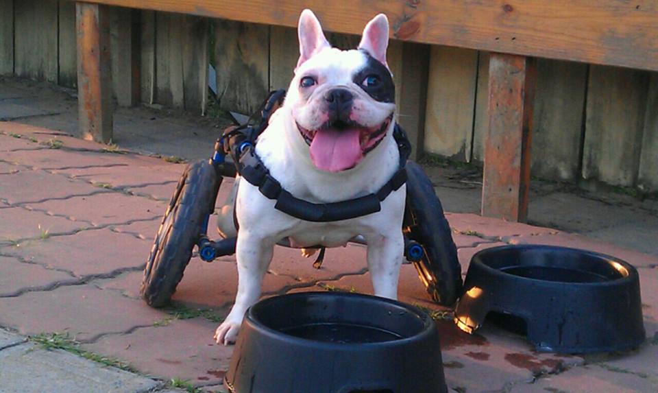 雖然疾病纏身，波妞依然活潑熱情，讓牠備受眾人疼愛。　犬山居/提供