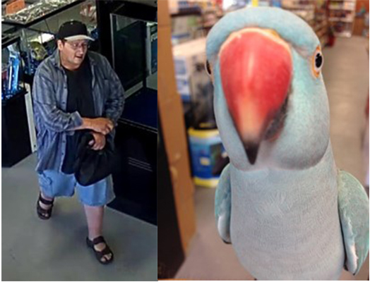 店員表示天空非常親人又友善,不過牠在被塞進袋子前有嘗試逃跑。 取自網路