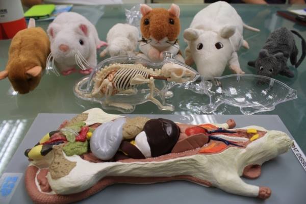 各種解剖實驗替代教材，不需要動刀就能清楚了解構造，絨毛玩具則是讓學生練習正確抓老鼠的姿勢。　關懷生命協會/提供