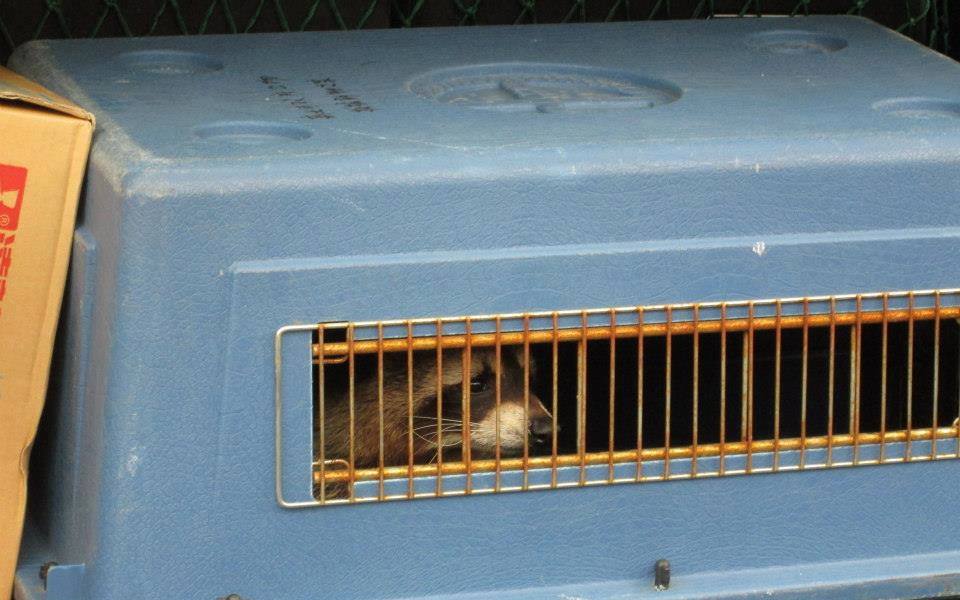 TSPCA救援的對象不限貓狗，也曾接到飼主不要的浣熊（浣熊安東尼現已在屏東找到新家）。 取自TSPCA臉書