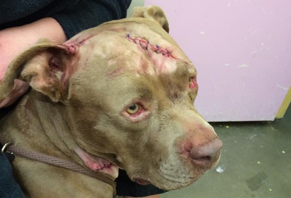 這隻可憐的比特犬被不明人士惡意攻擊。　取自GRFF臉書