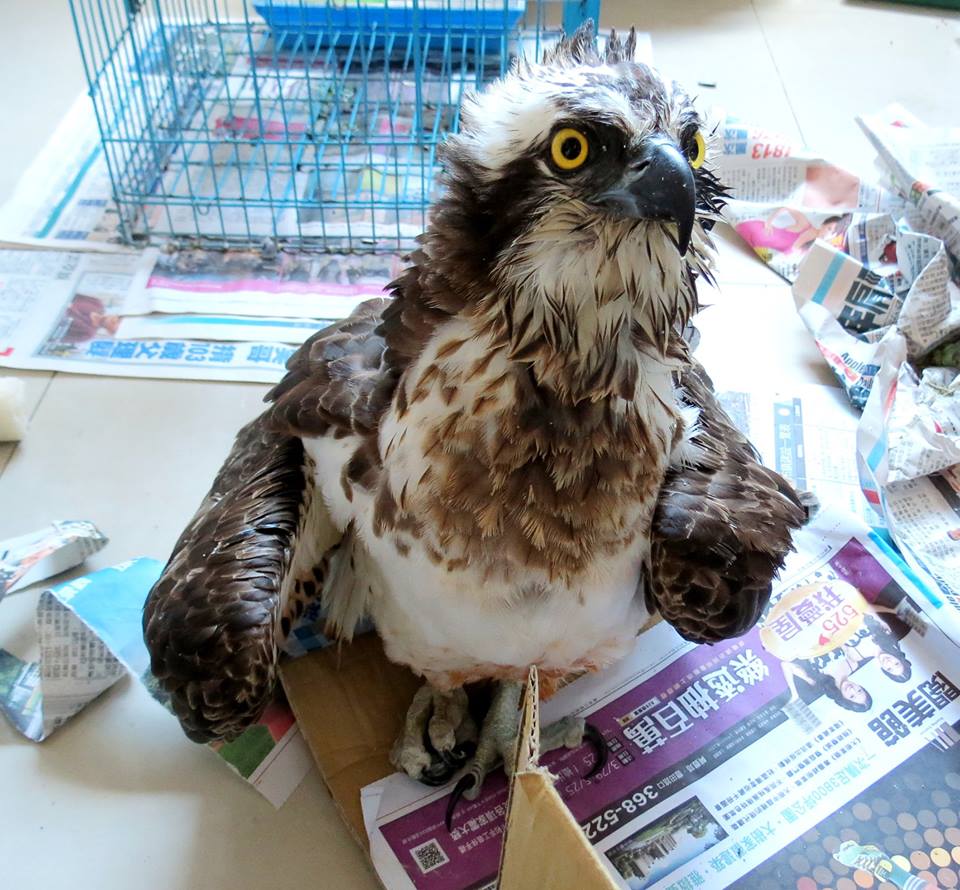 從球網被救下的魚鷹右爪蜷曲，無法正常攤開。　台北鳥會野鳥救傷中心/提供