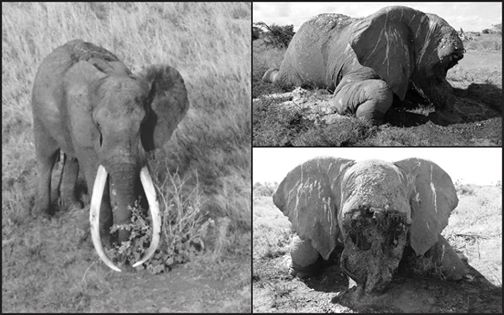 薩陶被盜獵者殘忍取走象牙　/取自Tsavo Trust臉書