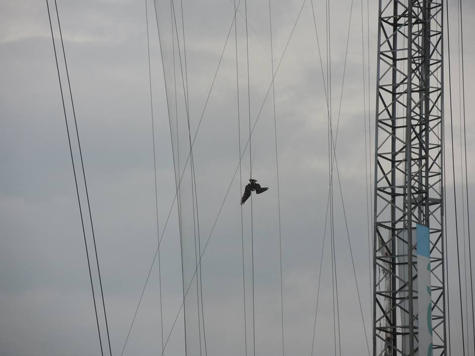 台北鳥會關渡自然公園工作人員一早上班，就發現公園對面這隻掛在半空的魚鷹。　取自台北鳥會關渡自然公園臉書