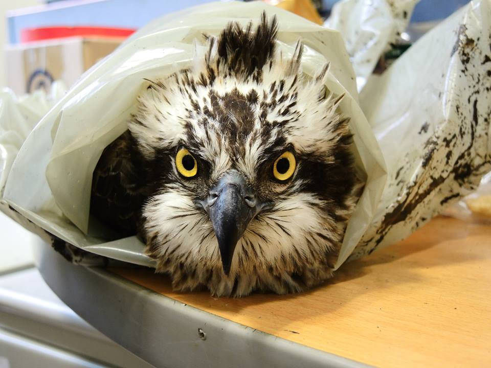 被救援下來的魚鷹一臉驚恐，眼神卻仍然銳利。　台北鳥會野鳥救傷中心/提供