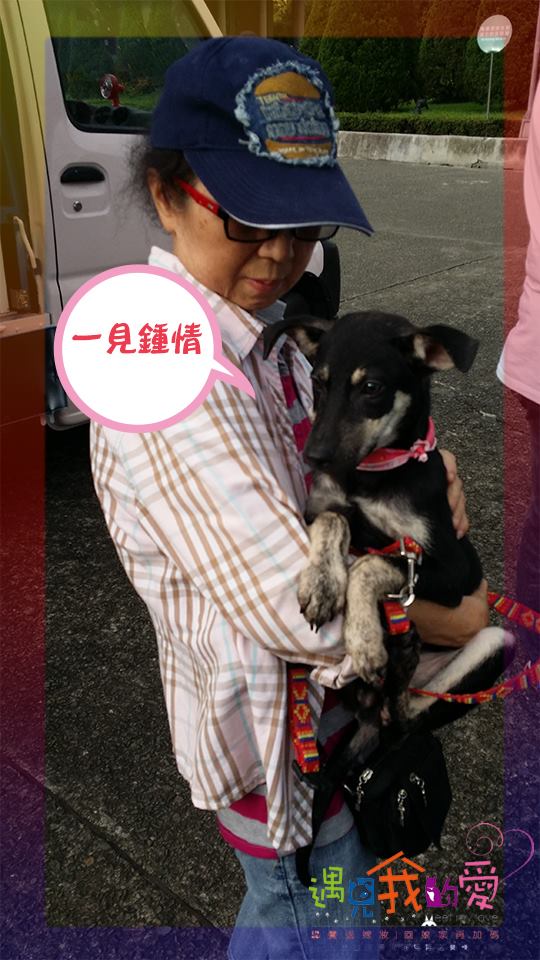 穿黃襪的小黑狗是第一隻送養成功的狗狗 /取自遇見我的愛粉絲頁