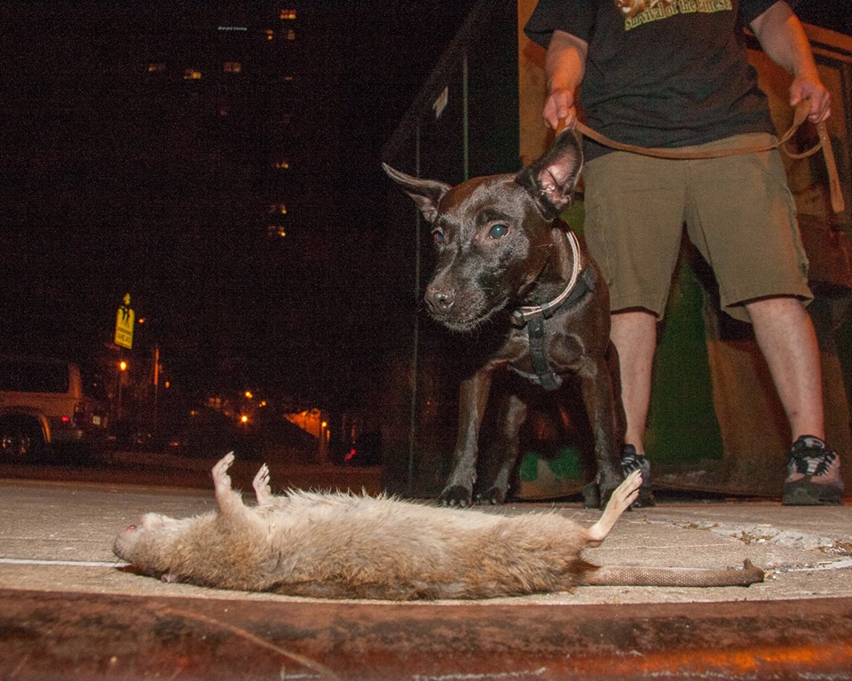 有些人認為老鼠身上的大量細菌會讓狗狗生病。 取自R.A.T.S.臉書