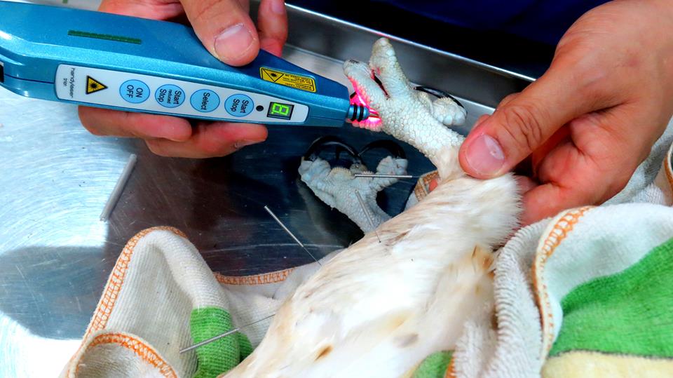 魚鷹的傷爪最後是由中醫的針灸療法治好。　台北鳥會野鳥救傷中心/提供