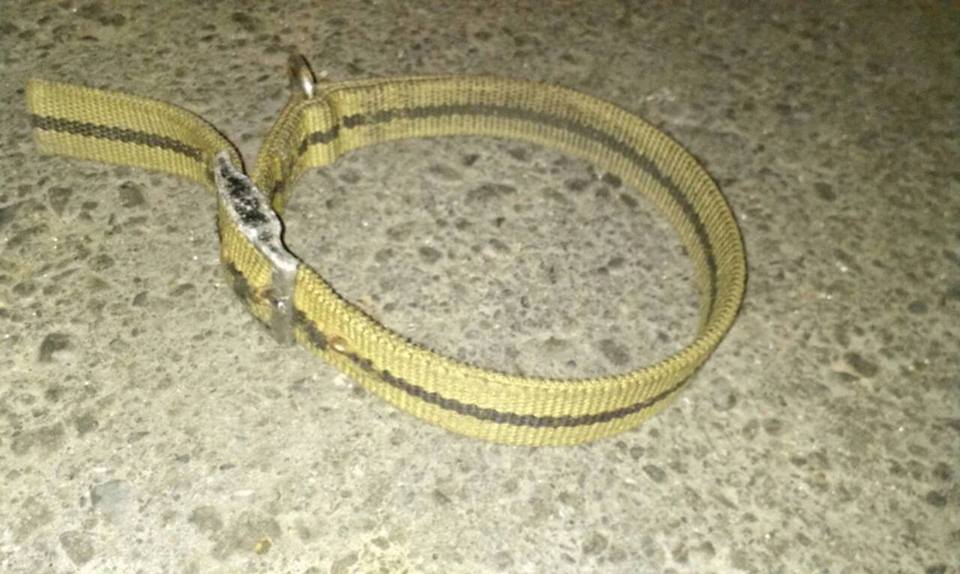 大黑的項圈還在，大黑卻不見了。　顏杏娟/提供