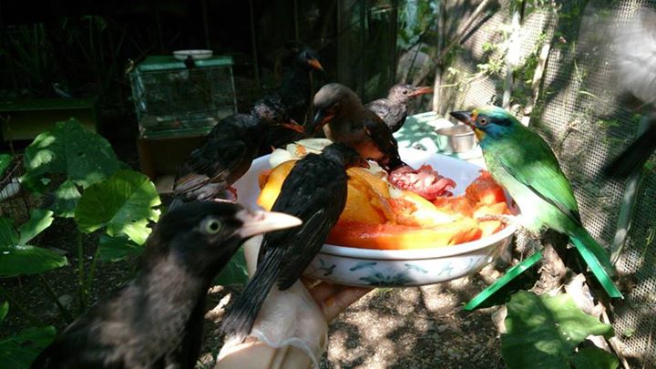 傷鳥們食用救傷人員準備的食物。 台北鳥會野鳥救傷中心/提供