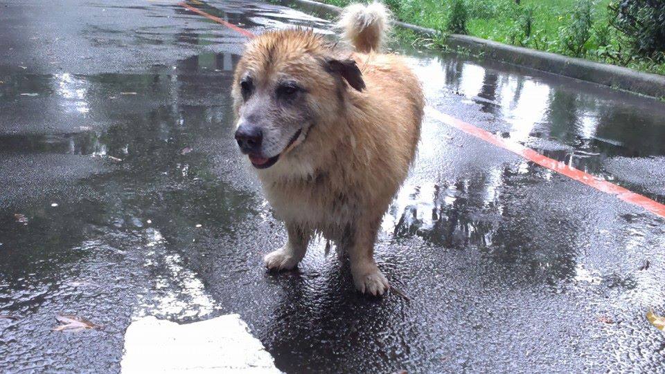 冬瓜已經是18歲的老爺爺了,讓人擔心牠在外的安危。圖為冬瓜失蹤後在中原大學被拍到的照片。 取自中原動物服務社臉書