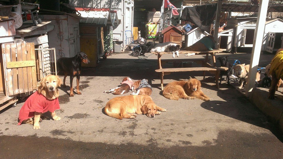 狗狗們有自己的小木屋，天氣好大家都出來曬太陽。　犬山居/提供