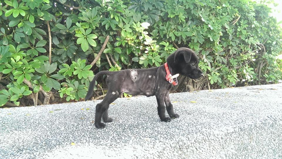 1個月前的朵拉相當瘦弱、有嚴重的皮膚問題。 幸福狗尾巴中途/提供