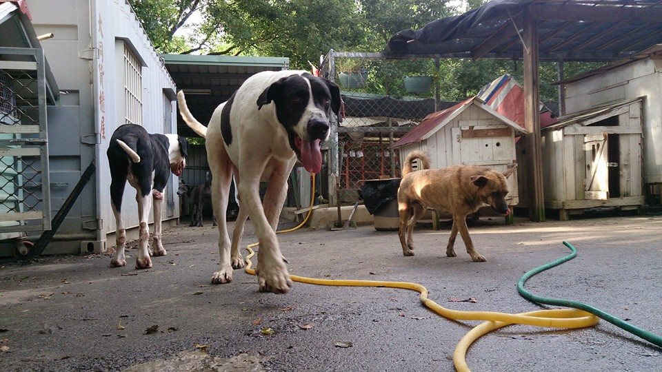 大丹狗因為體型太大，遭到棄養後不容易找到新家，犬山居中共有23隻巨型犬。　犬山居/提供