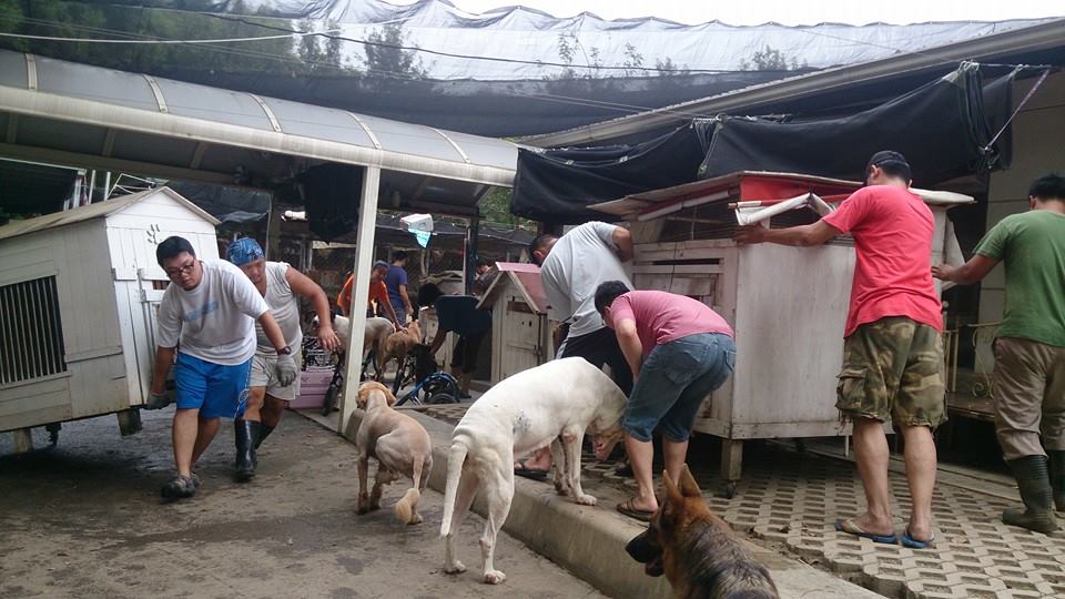 志工們幫忙犬山居清理環境、整理狗舍。　犬山居/提供