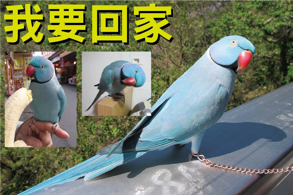 上個月在新北市走失的寵物鸚鵡奇奇。 盧帛宏/提供