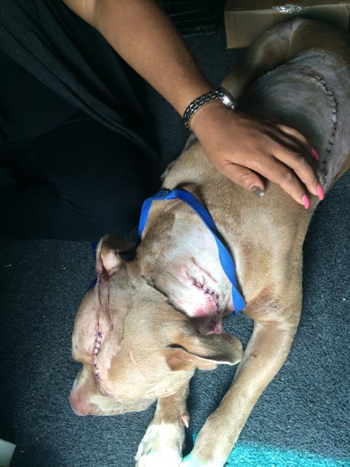 斯巴達克斯身上的刀傷每道都很嚴重。 取自GRFF臉書