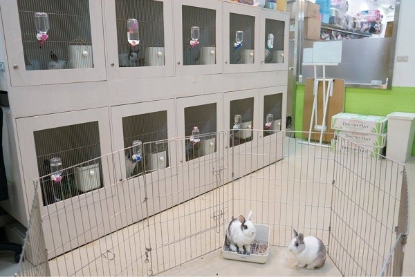 兔子每天都需要運動，因此來住宿的兔孩們都會有至少一小時的放風時間。　取自80號寵鋪臉書