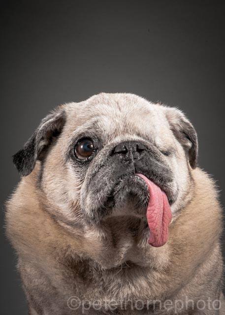 大驚小怪先生（Mr. Fusspot）半盲而且聽力相當的差，但在拍攝的時候意外配合、表現的十足鎮定，牠的主人為牠感到驕傲，並且認為牠是一隻相當帥氣的老巴哥犬。　取自Old Faithful Photo Project臉書