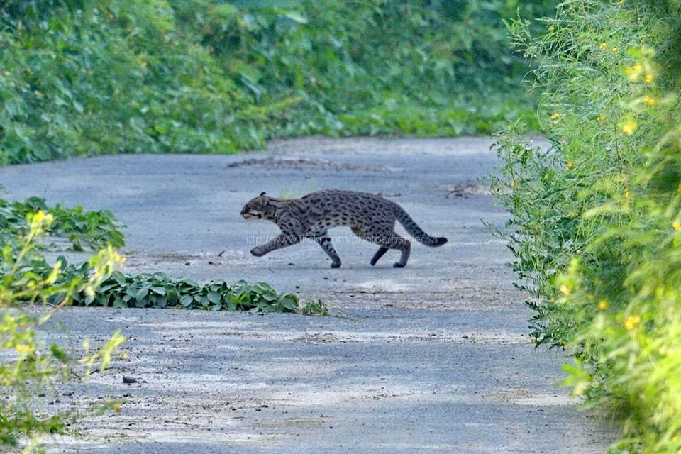 石虎警戒心重，王小明只有1秒的時間能按快門。 王小明/提供