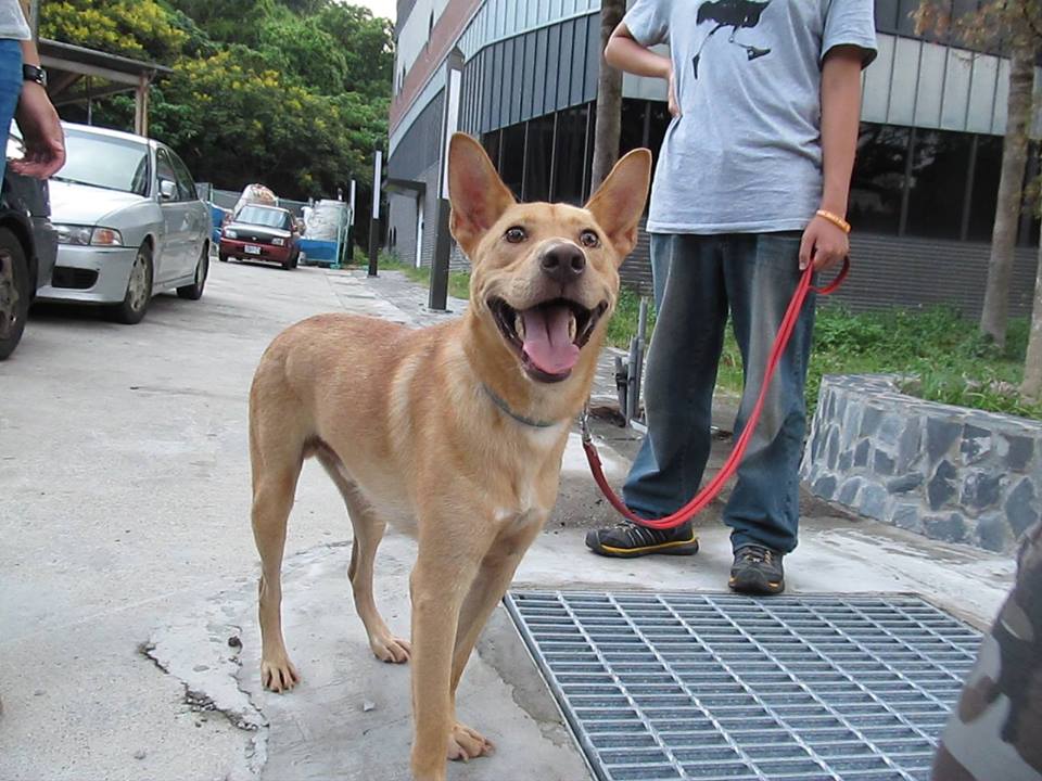 戴著藍項圈的藍藍，曾經是台大校園的狗老大，卸下職務後變得溫和許多、正在等待有個新家。　取自台大懷生社臉書