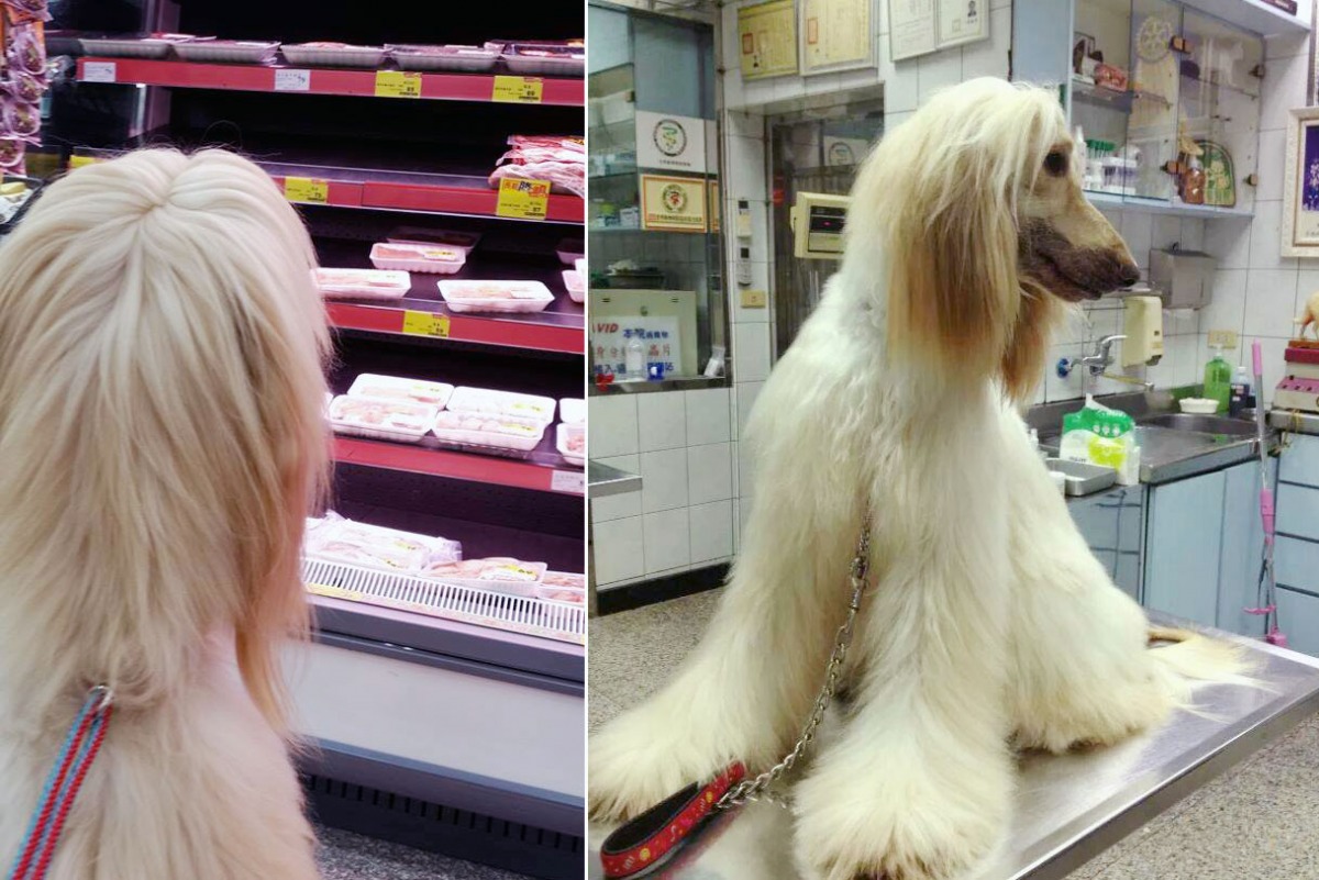 顏偉哲時常為Samantha下廚做鮮食、還要搭配營養品;雖然外表亮麗,但Samantha也是獸醫院的常客。 顏偉哲/提供