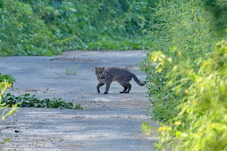 全台首發野生石虎的全身照，美麗的斑紋讓人驚嘆。　王小明/提供