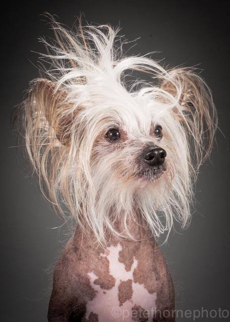 桑德斯上校（Colonel Sanders）是一隻10歲的中國冠毛犬，光溜溜的身體和皮膚斑塊是這種犬種的特徵，上校從3個月大開始就和飼主一直在一起，以10歲的狗狗來說，牠還是相當靈活，不過因為中國冠毛犬天生牙根淺，上校已經開始掉牙，並且讓牠不太舒服，牠的主人因此開始為牠做菜，並親手做衣服好讓牠能夠時時保持溫暖。　取自Old Faithful Photo Project臉書