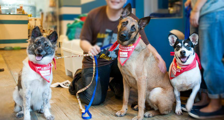 姑娘、蔓蔓、樂基兒(由左至右)代表APA八里保育場全體汪喵到寵物展現場募款。 APA/提供